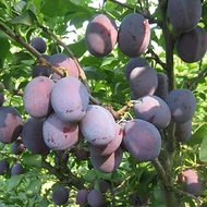 Konténeres Gyümölcsfák