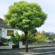 Gömbkoronájú díszfák