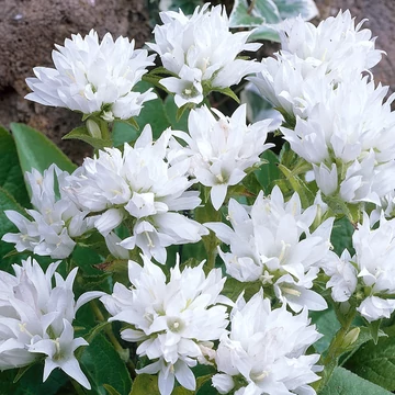 Campanula glomerata `Alba` - Csomós harangvirág