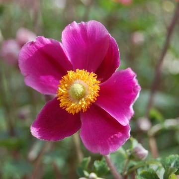 Anemone hybrida `Splendens` - Hibrid szellőrózsa