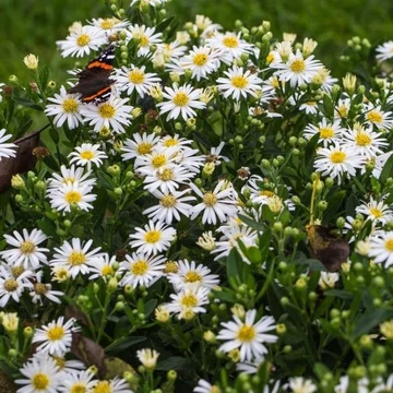 Aster ageratoides `Starshine` - Ázsiai őszirózsa
