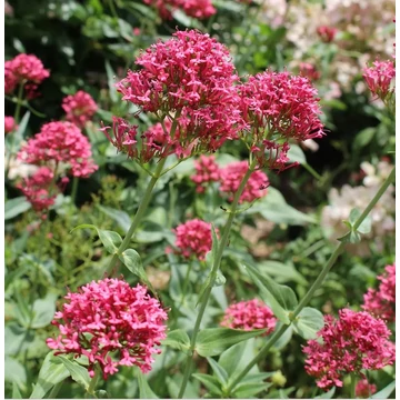 Centranthus ruber - Piros sarkantyúvirág