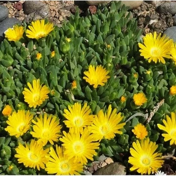 Delosperma congestum 'Golden Nugget' – Délvirág