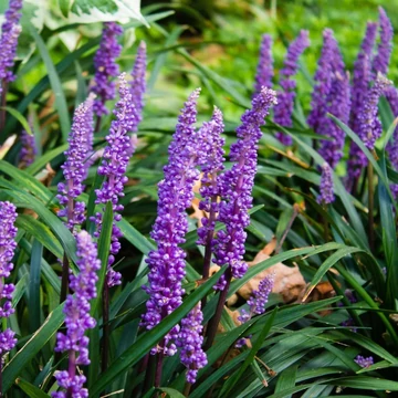Liriope muscari - Gyöngyikés gyepliliom