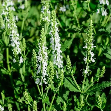 Salvia nemorosa 'Schneehügel' - Ligeti zsálya