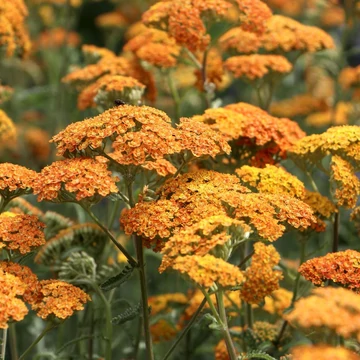 Achillea millefolium ‘Terracotta’ - Közönséges cickafark