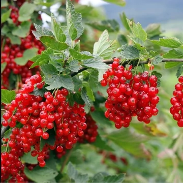 `Jonkheer Van Tet`s` magastörzsű ribiszke (K)