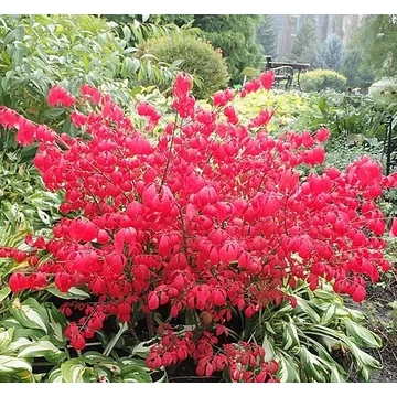 Euonymus alatus 'Compactus' - Szárnyas kecskerágó