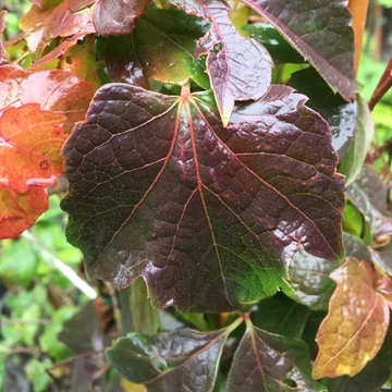 Parthenocissus tricuspidata `Veitchii` - Repkényszőlő