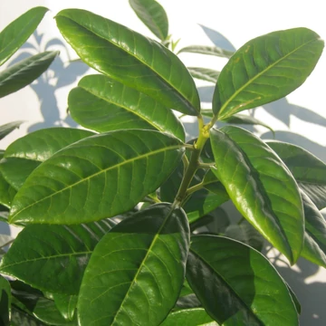 Prunus laurocerasus 'Novita' - Novita babérmeggy (koros)