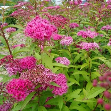 Spiraea japonica `Anthony Waterer` - Pompás gyöngyvessző