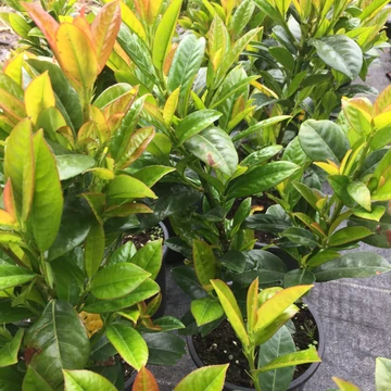 Prunus laurocerasus 'Antonius' - Babérmeggy