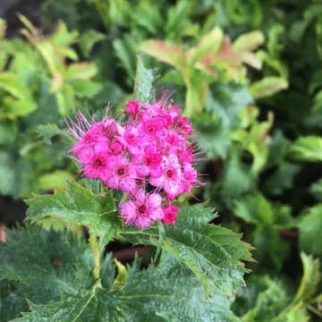 Spiraea japonica `Crispa` - Japán gyöngyvessző