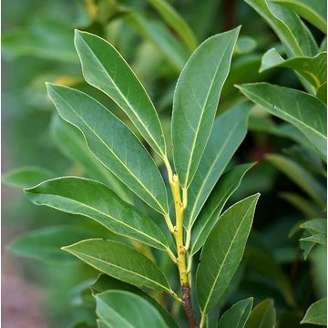 Prunus laurocerasus 'Elly' - Babérmeggy