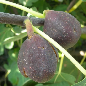 Ficus carica `Brown Turkey` - Füge