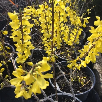 Forsythia x intermedia `Melée d`Or` 