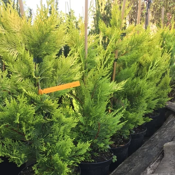 x Cupressocyparis leylandii `Gold Rider` - Arany Leyland-ciprus