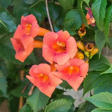 Campsis radicans 'Grandiflora' - Narancs-piros virágú trombitafolyondár