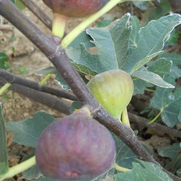 Ficus carica `Györöki lapos` - Füge
