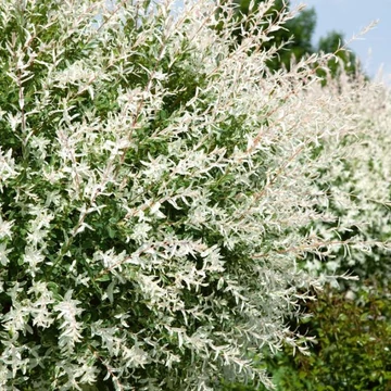 Salix integra `Hakuro Nishiki` - Japánfűz