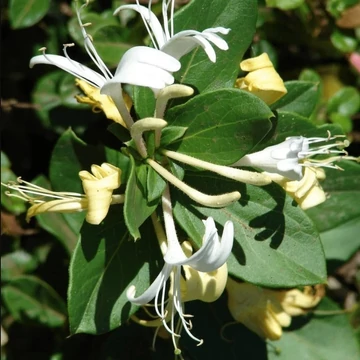 Lonicera japonica `Halliana` - Japán lonc