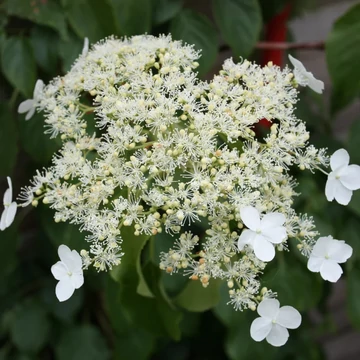 Hydrangea petiolaris - Kúszó hortenzia