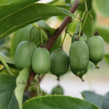 Actinidia arguta `Issai` - Öntermékeny Kivi