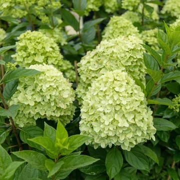 Hydrangea paniculata `Little Spooky` - Bugás hortenzia