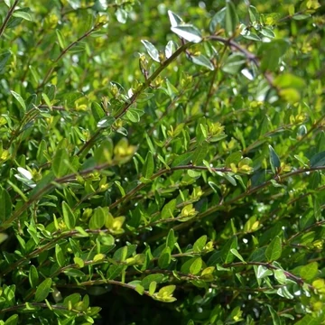 Lonicera nitida `Maigrün` - Terülő mirtuszlonc