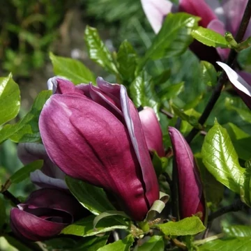 Magnolia `Nigra` - Bíborlila liliomfa