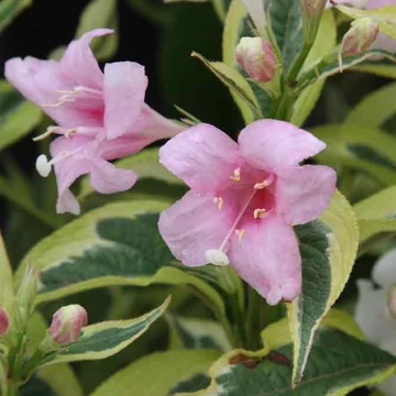 Weigela florida `Nana Variegata` -Törpe tarka levelű rózsalonc