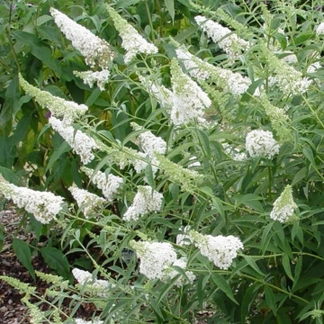 Buddleja davidii `Nanho White`- Nyáriorgona