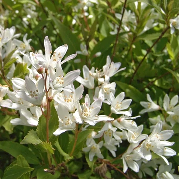 Deutzia gracilis `Nikko` - Törpe gyöngyvirágcserje