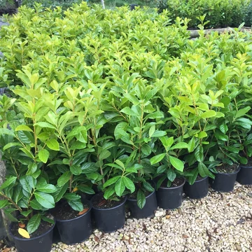 Prunus laurocerasus 'Novita' - Novita babérmeggy