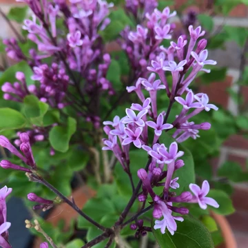 Syringa meyeri `Palibin` - Törpeorgona
