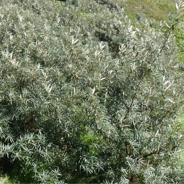 Hippophae rhamnoides `Pollmix - Homoktövis porzó