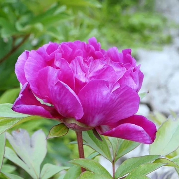 Paeonia suffruticosa  - Fás bazsarózsa (lila, szimpla virágú)