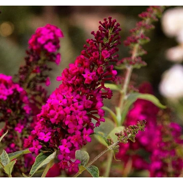 Buddleja davidii `Royal Red`- Nyáriorgona