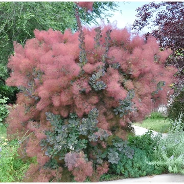 Cotinus coggygria - Cserszömörce