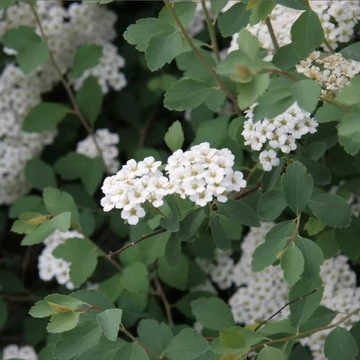 Spiraea x vanhouttei - Kerti gyöngyvessző