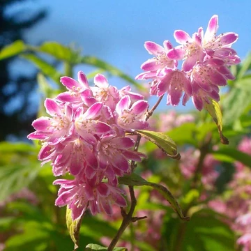 Deutzia x hybrida 'Strawberry Fields' – Hibrid gyöngyvirágcserje