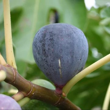 Ficus carica 'Sultane'