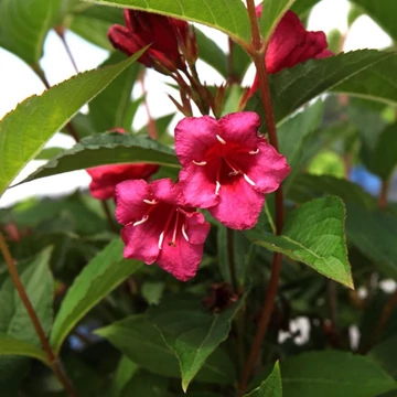 Weigela florida `Red Prince` - Piros virágú rózsalonc