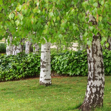 Betula pendula - Közönséges nyír 