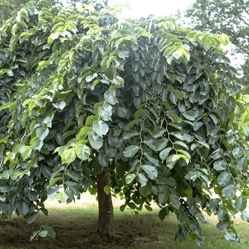 Ulmus glabra 'Camperdownii' - Csüngő hegyi szil