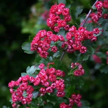 Crataegus laevigata `Paul`s Scarlet` - Piros galagonya 