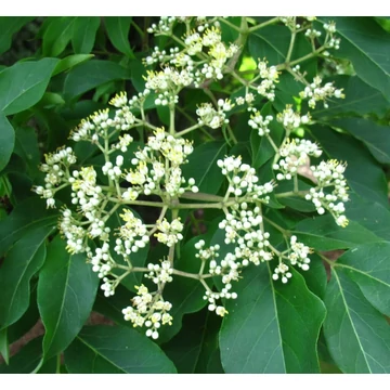 Euodia hupehensis - Kínai mézesfa