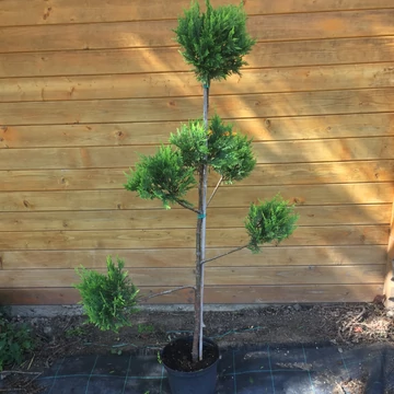 x Cupressocyparis leylandii - Leyland-ciprus (formanyírt)