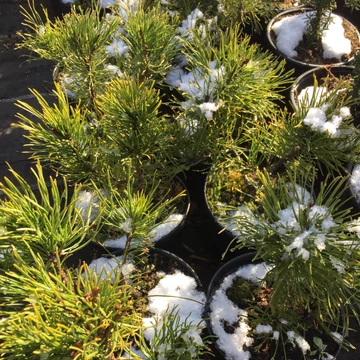 Pinus mugo var. pumilio - Havasi törpefenyő