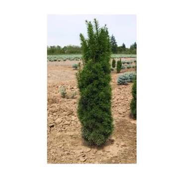 Taxus media `Stricta Viridis` - Oszlopos tiszafa